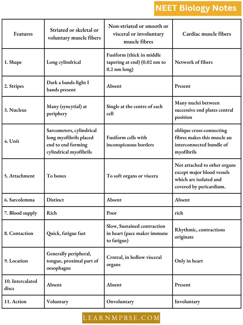 Animal Tissues Differences Between Three Types Of Muscle Fibres