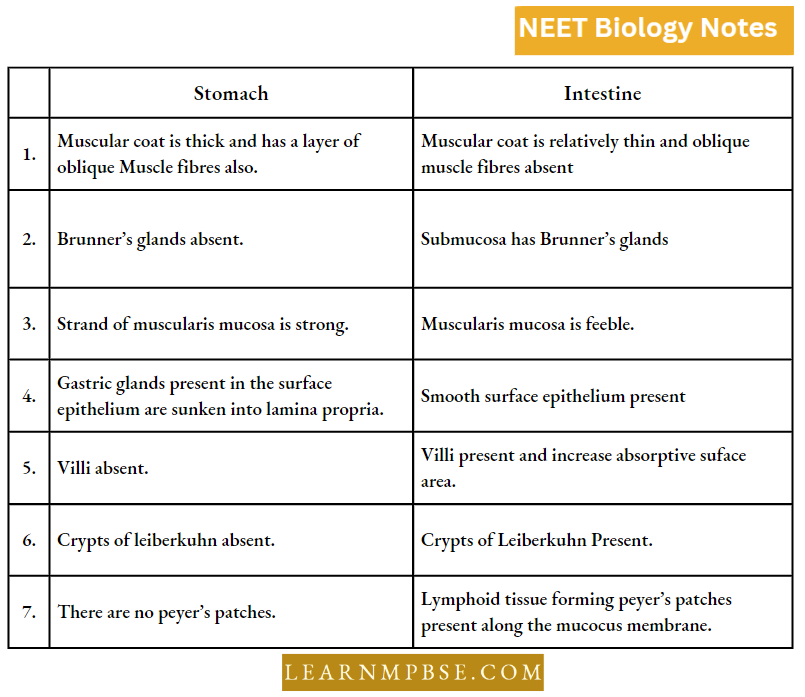 Animal Tissues Histology Difference Between Stomach And Intestine