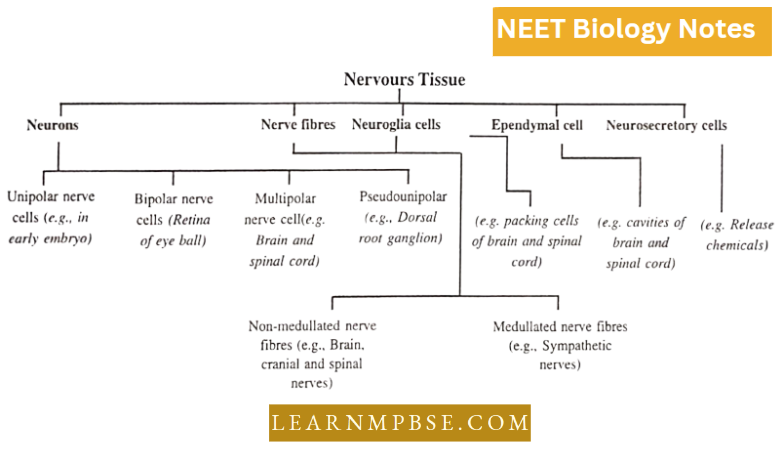 Animal Tissues Nervous Tissue