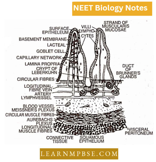 Animal Tissues T.S. Of Intestine
