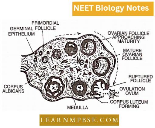 Animal Tissues T.S. Of Mammalian Ovary