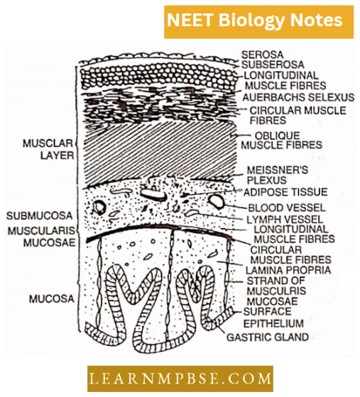 Animal Tissues T.S. Of Mammalian Stomach (Part Only)