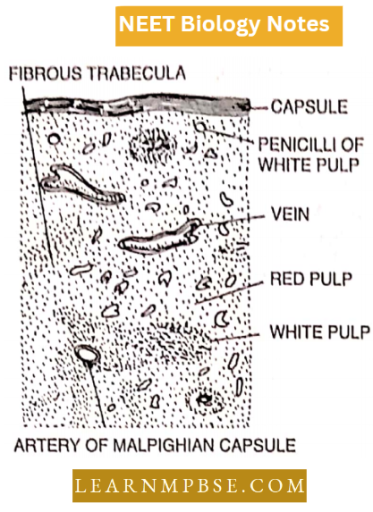 Animal Tissues T.S. Of Spleen