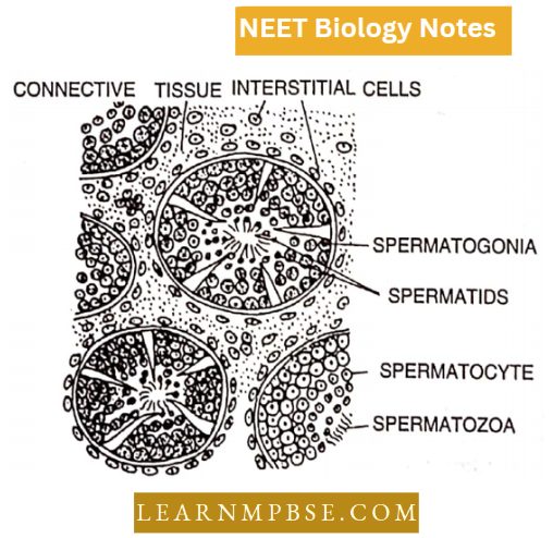 Animal Tissues T.S. Of Testis