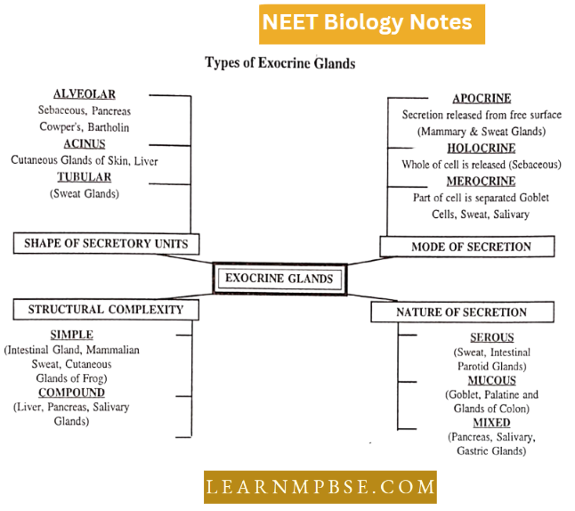 Animal Tissues Types Of Exocrine Glands