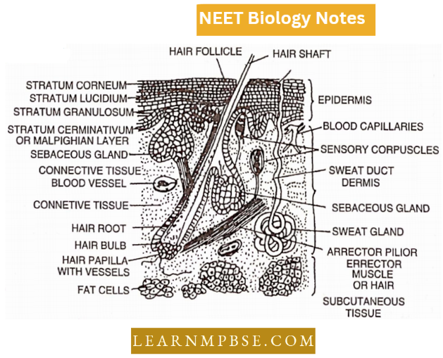 Animal Tissues V.S. Of Mammalian Skin