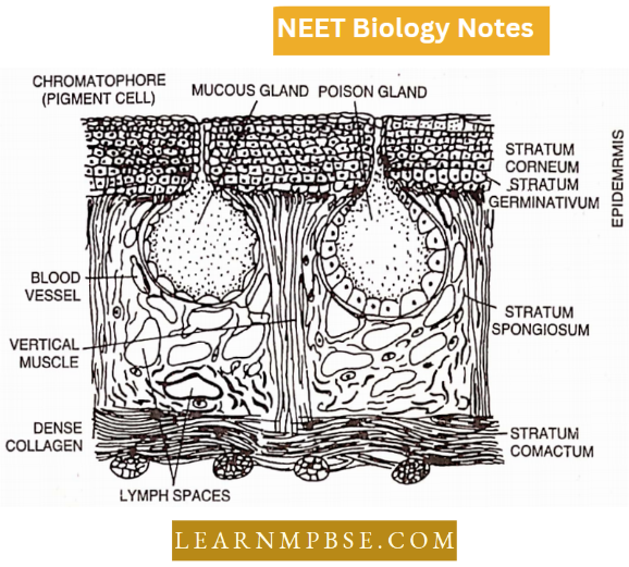 Animal Tissues Vertical Section Of The Skin Of Frog