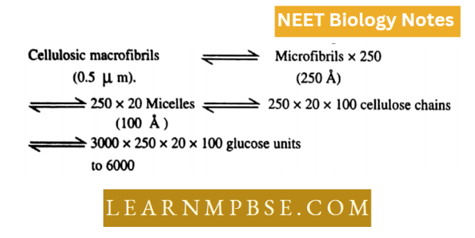 Biomembranes And Cell Wall Cellulosic Msarcofibrils