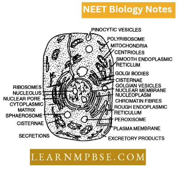Cell Unit Of Life Structural Organization An Animal Cell