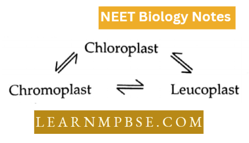Cell Unit Of Life Structural Organization Chromoplast