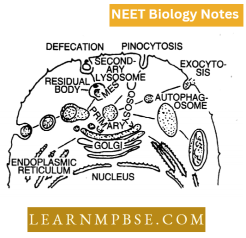 Cell Unit Of Life Structural Organization Diagram Representing The Dynamic Aspects Of The Lysomes System
