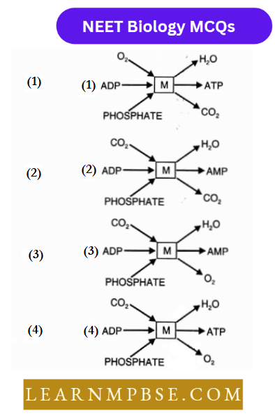 Cell Unit Of Life Structural Organization MCQs Question 122