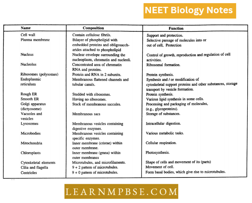 Cell Unit Of Life Structural Organization Main Cell Structures And Their Functions