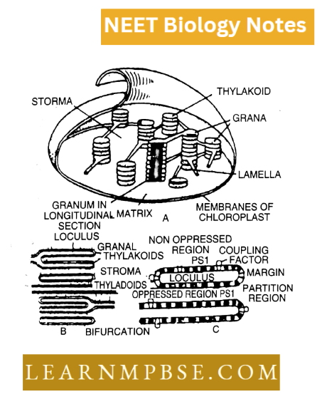 Cell Unit Of Life Structural Organization Schematic 3 Dimensional Strucural Diagram Of A Chlorplast
