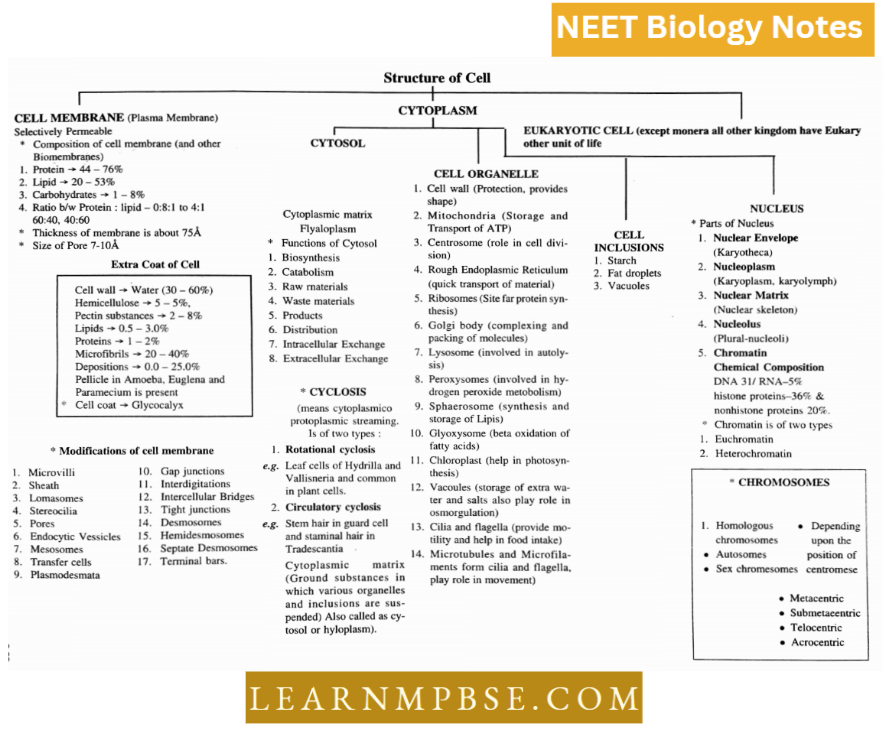 Cell Unit Of Life Structural Organization Structure Of Cell