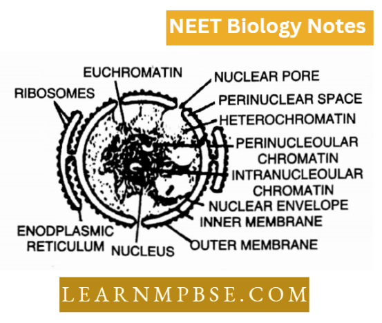 Cell Unit Of Life Structural Organization Structure Of Nucleus
