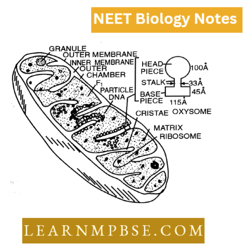 Cell Unit Of Life Structural Organization Three Dimensional Diagram Of a Mitochondrion Cut Longitudinally