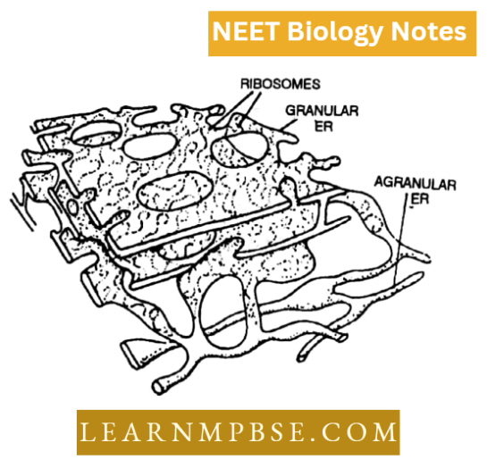 Cell Unit Of Life Structural Organization Various Components Of Endoplasmic Reticulum