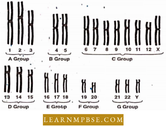 Electron Of Heredity And Variations Human Karyotype