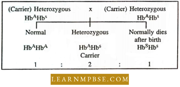 Electron Of Heredity And Variations Result Of A Cross Between Two Carriers For Sickle Cell Anaemia