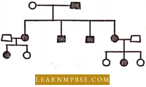 Electron Of Heredity And Variations Symbols Indicate Dominant Or Recessive Allele