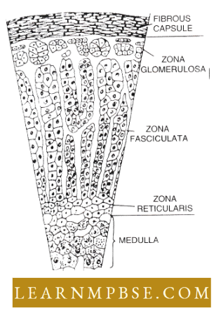Endocrine System A Magnified Portion Of Adrenal Gland Showing Cortex And Medulla