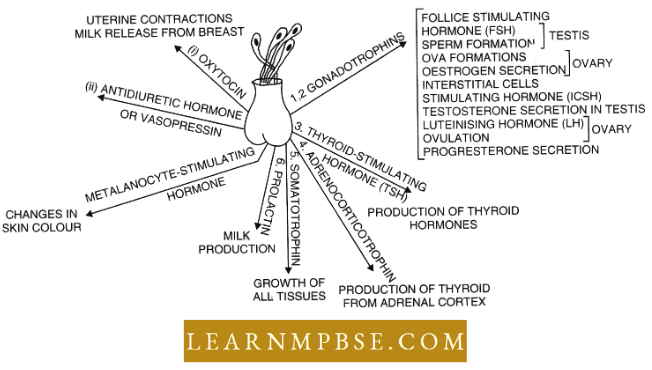Endocrine System Hormones Of Anterior And Middle Lobe Of Pituitary Gland