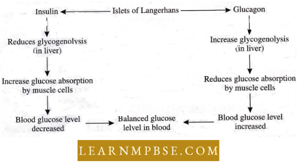 Endocrine System Hormones Of Islets Of Langerhans In Insulin