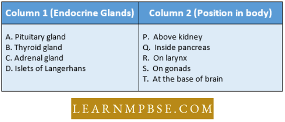 Endocrine System Match The Endocrine Glands Combination Question11