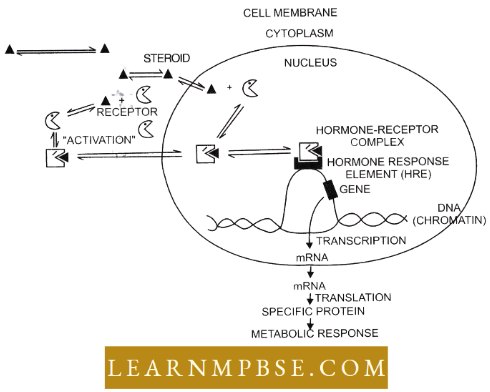 Endocrine System Mode Of Action Of Steroid Hormone