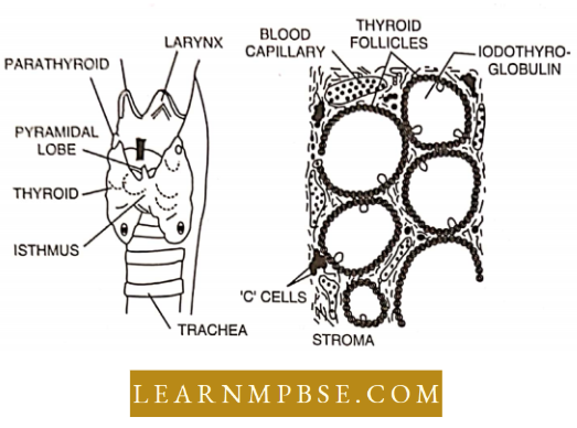 Endocrine System Thyroid Gland And Follicles Suspended In Stroma Of A Lobule