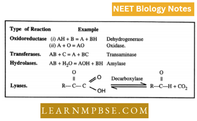 Enzymes MAjor classes of enzymes