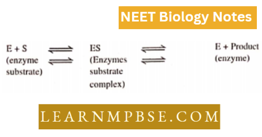 Enzymes Mechanism Of Action