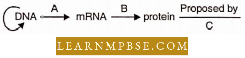 Gene Expression And Gene Regulation Genetic Implication Of DNA