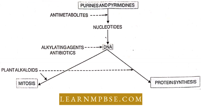 Human Health And Common Human Diseases Anticancer Drugs Site Of Action
