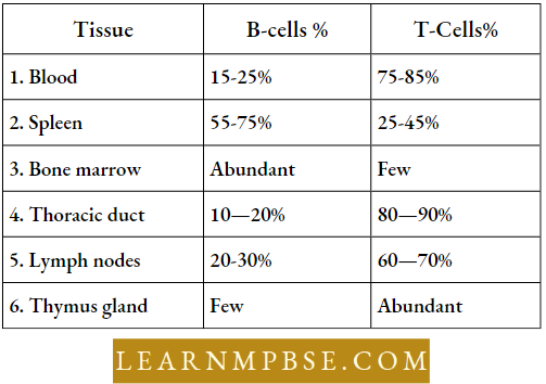Human Health And Common Human Diseases Distribution Of B And T Cells In Human Body