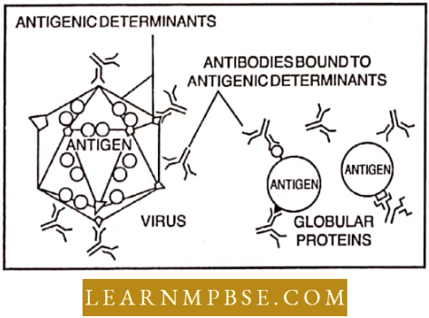 Human Health And Common Human Diseases Formation Of Antigen Antibody Complex