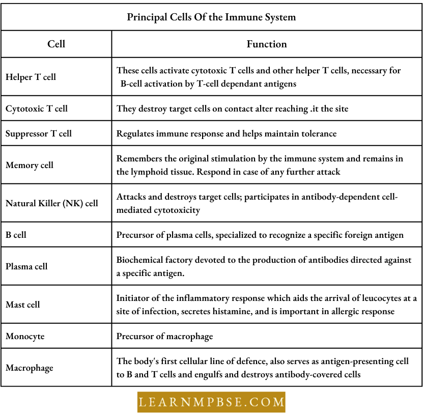 Human Health And Common Human Diseases Principal Cells Of The Immune System