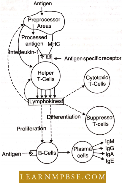 Human Health And Common Human Diseases Regulation Of The Human Immune System