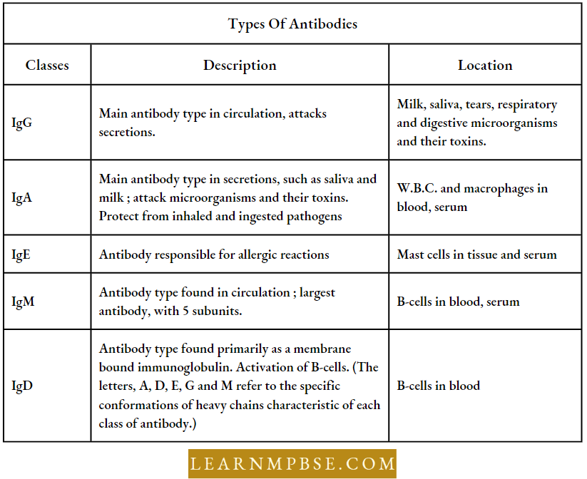 Human Health And Common Human Diseases Types Of Antibodies