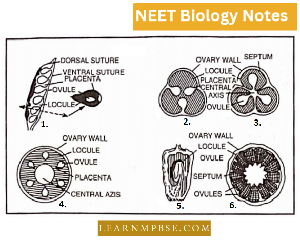 Inflorescence And Flower Different Types Of Placentation