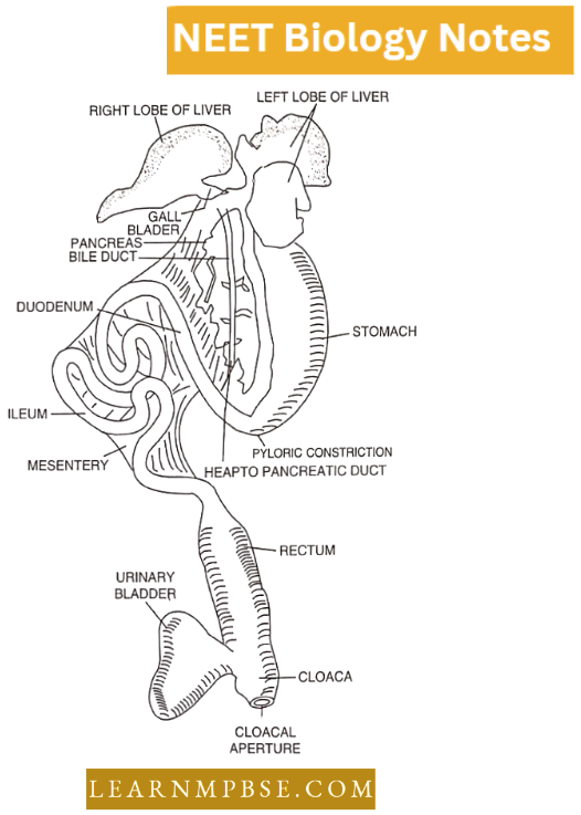 Morphology Of Animals Alimentary Canal And Associated Gland Of Frog