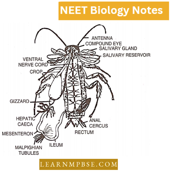 Morphology Of Animals Alimentary Canal And Associated Glands Of Cockroach