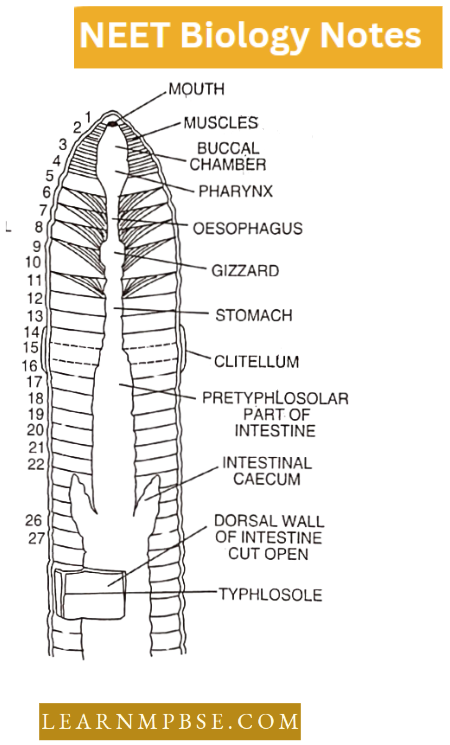 Morphology Of Animals Alimentary Canal Of Earthworm