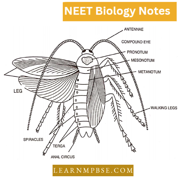 Morphology Of Animals Dorsal View Of Cockroach