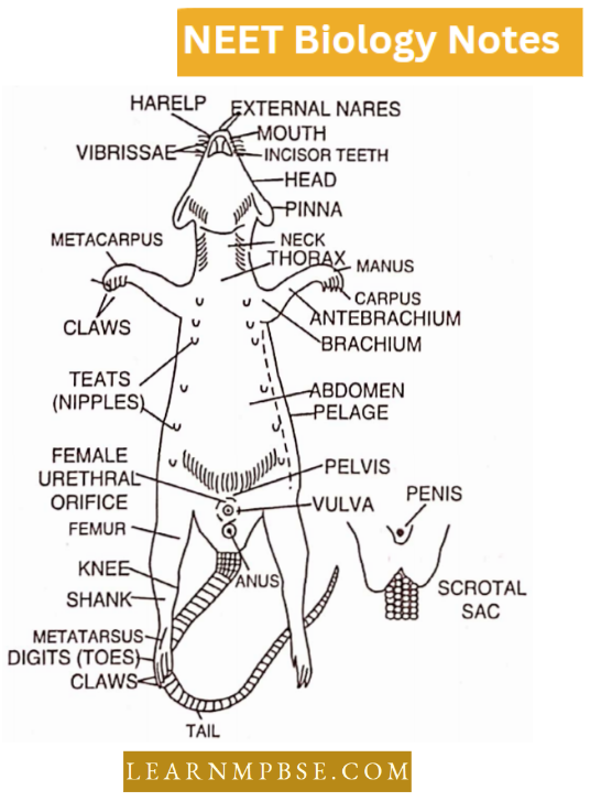 Morphology Of Animals External Features Of Female And Male (Posterior Region)