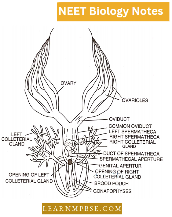 Morphology Of Animals Female Reproductive Organ In Dorsal View
