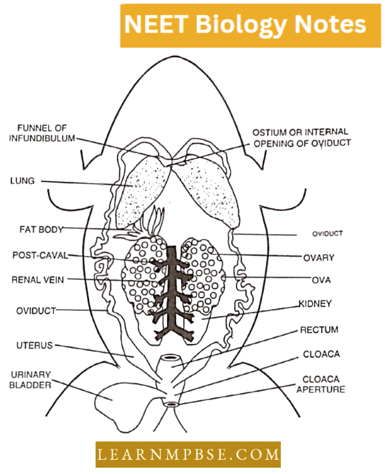Morphology Of Animals Female Urinogenital System Of Frog