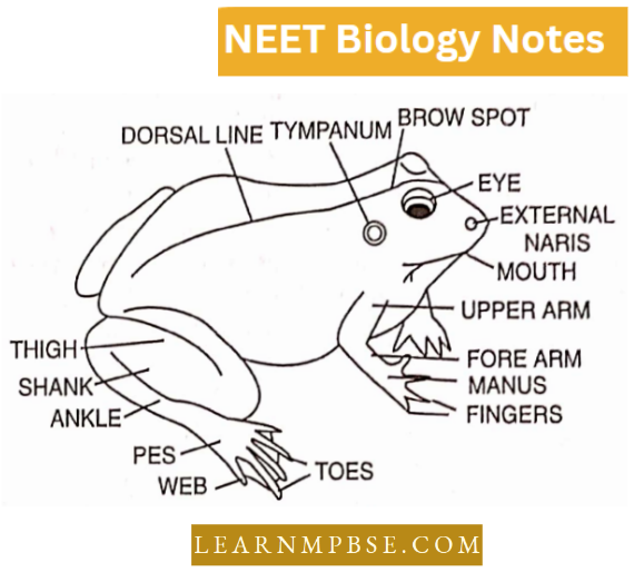 Morphology Of Animals Frog (Sitting Position)