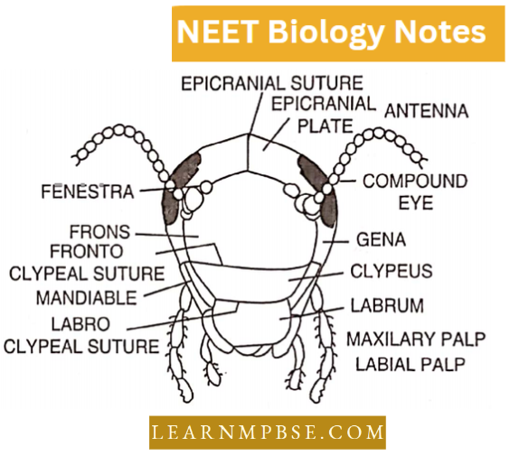 Morphology Of Animals Head Of Cockroach Front View